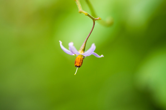 小紫花