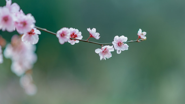 桃花