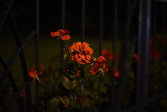 黑暗中高傲的花朵