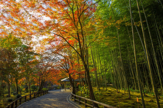 京都 岚山 天龙寺