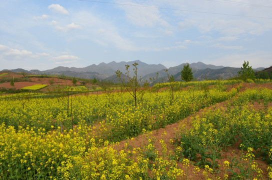 油菜花