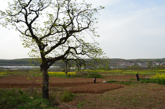 油菜花