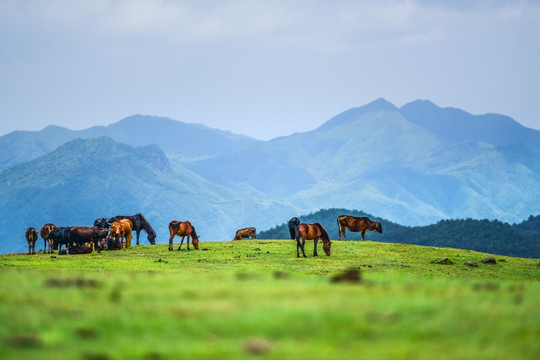 草原风光