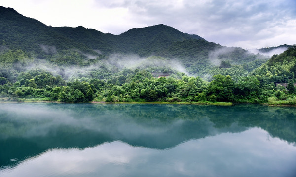 溪流河流樹木