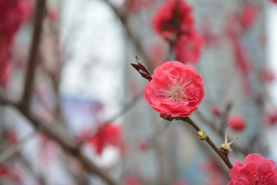 桃花