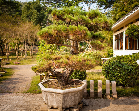 松树盘景