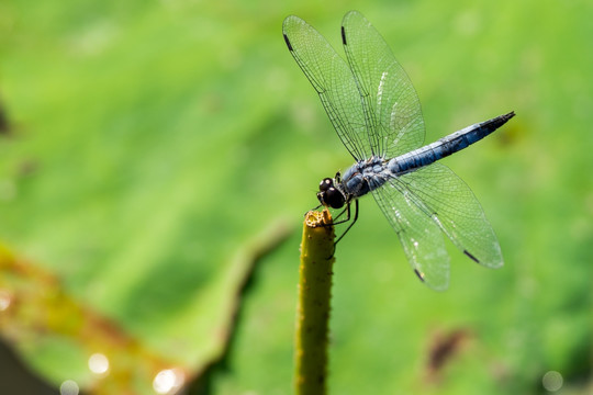 蜻蜓