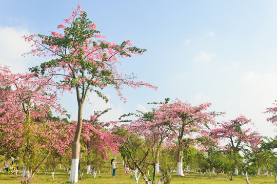 桃花林