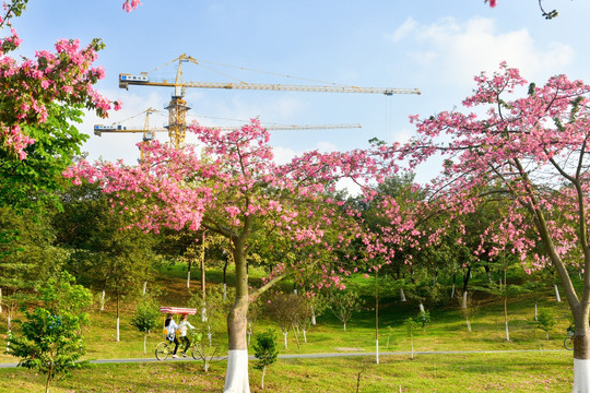 松山湖桃花林