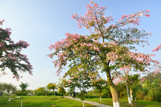 桃花林