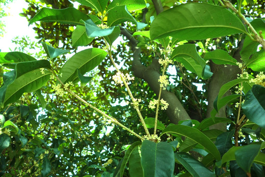 桂花树