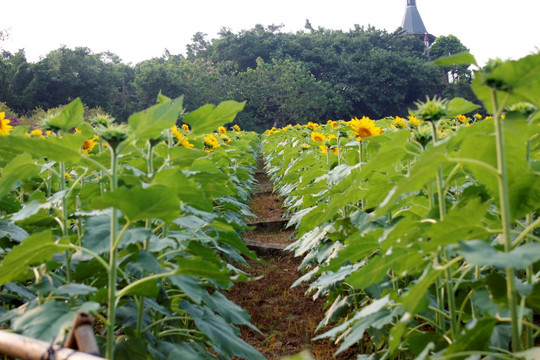 向日葵基地