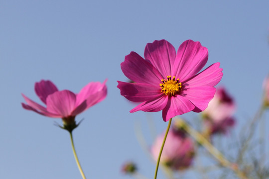 格桑花