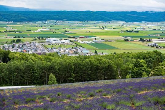 北海道农场