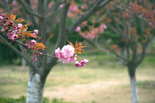 花开富贵