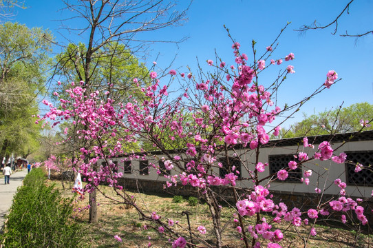 花树