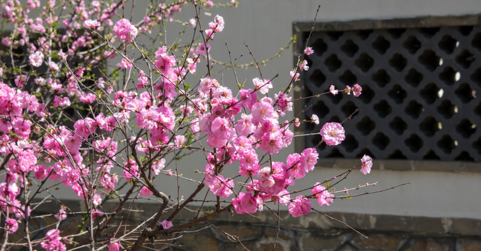 花树