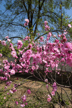 花树