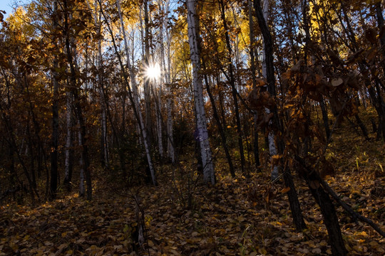 秋日阳光树林