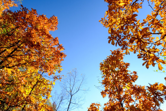 秋日柞树仰拍