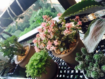 多肉植物
