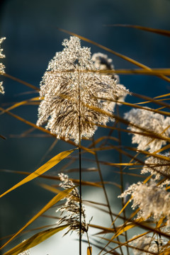 芦苇