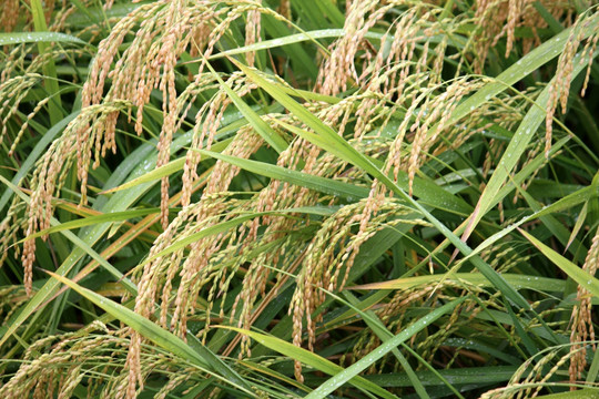 水稻 水稻田 稻穗