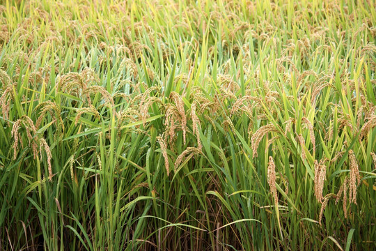 水稻 水稻田