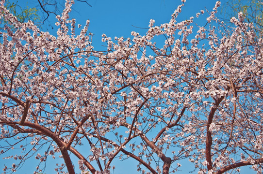 桃花迎春开