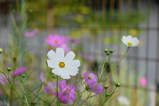 格桑花