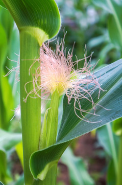 玉米植株