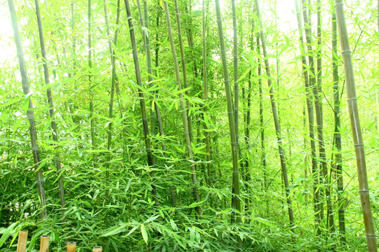 竹林