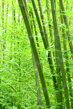 竹林