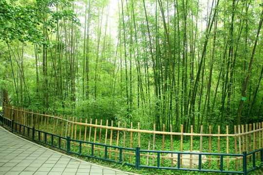 竹林