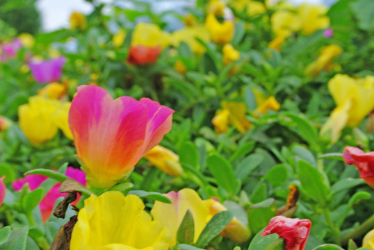 马齿苋 鲜花背景素材