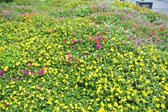 马齿苋 鲜花背景素材