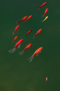 錦鯉