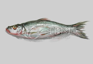 油畫(huà)魚(yú)