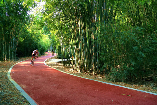 竹林间的自行车道