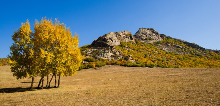 神山 白桦树 树林 秋景 秋