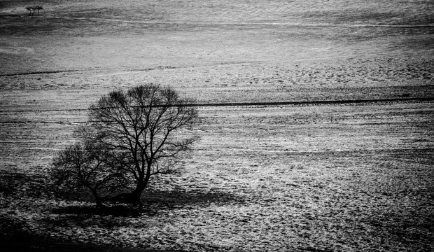 黑白 冬景 枯树 雪地 肌理