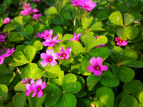 紫花酢浆草 阳光露水 紫色野花