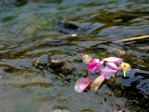 流水落花 樱花 花瓣 水流