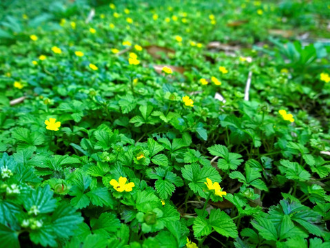 森林地表 黄色野花 背景素材