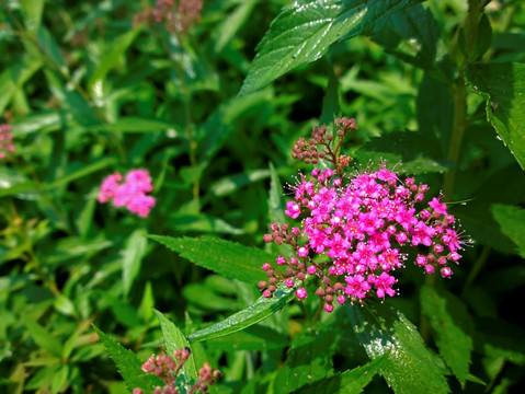 粉花绣线菊 紫红色 野花