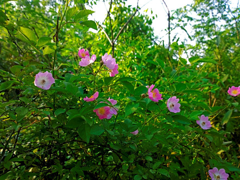 粉色野蔷薇花 粉色野花