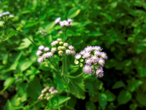 霍香蓟 紫色 野花 菊科