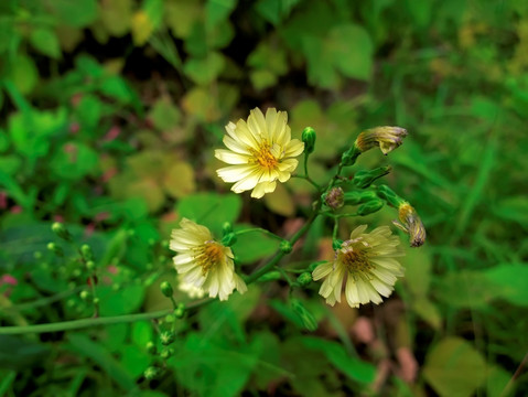 多裂翅果菊 山莴苣