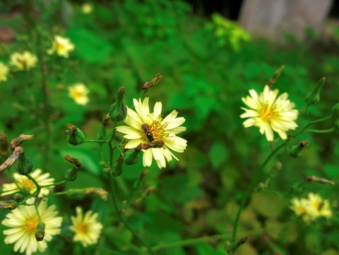 多裂翅果菊 山莴苣