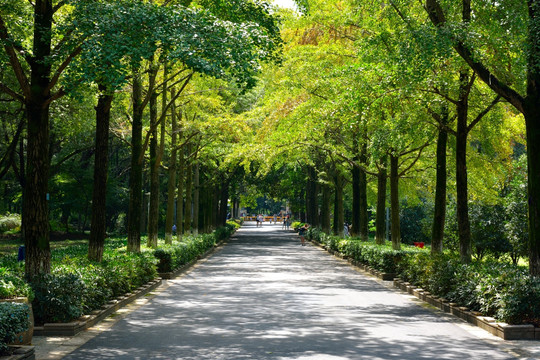 中山植物园